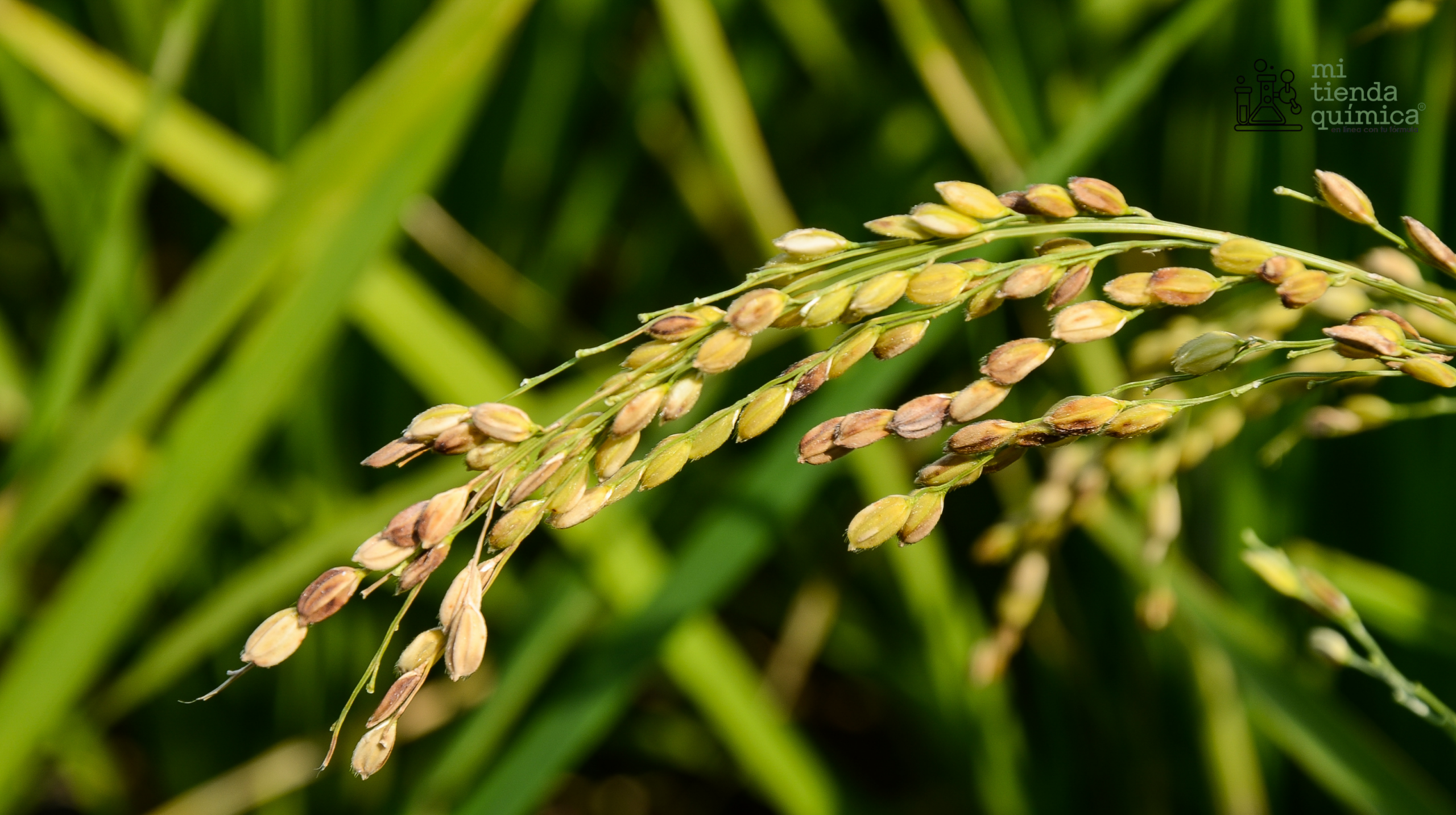 Cera de arroz blog MTQ