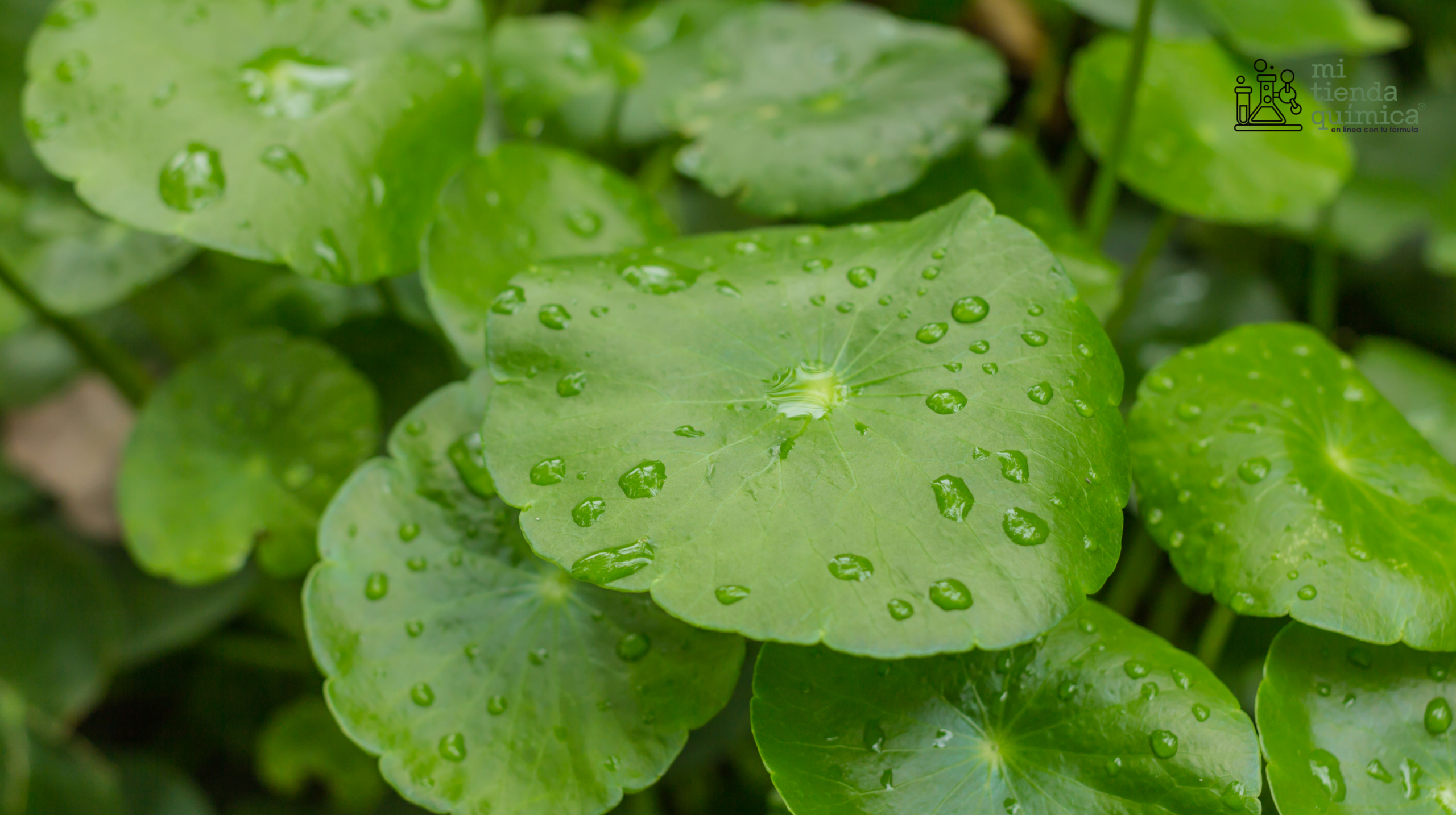 Blog Extracto de Centella Asiática MTQ