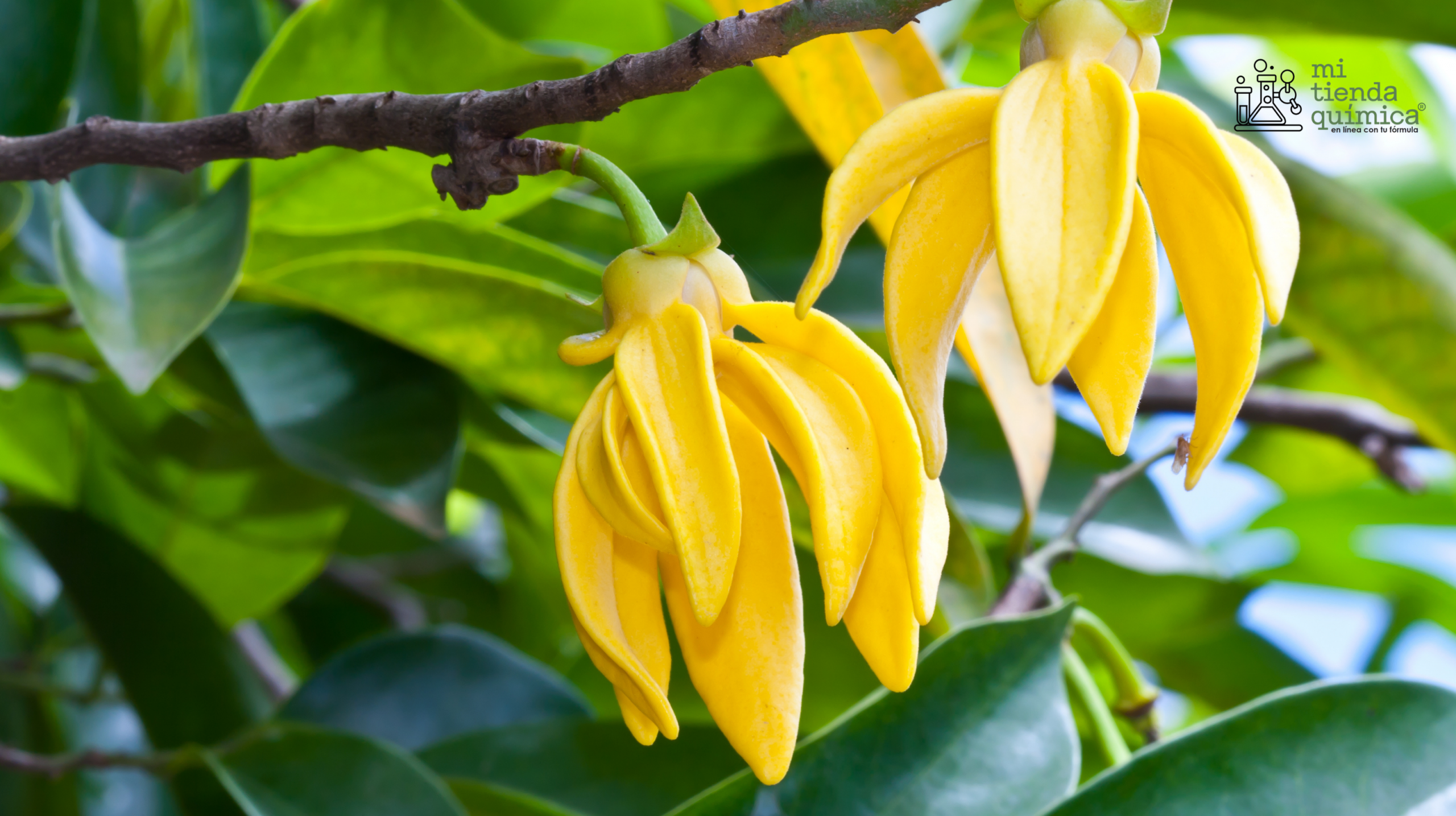 Aceite Esencial de Ylang Ylang MTQ