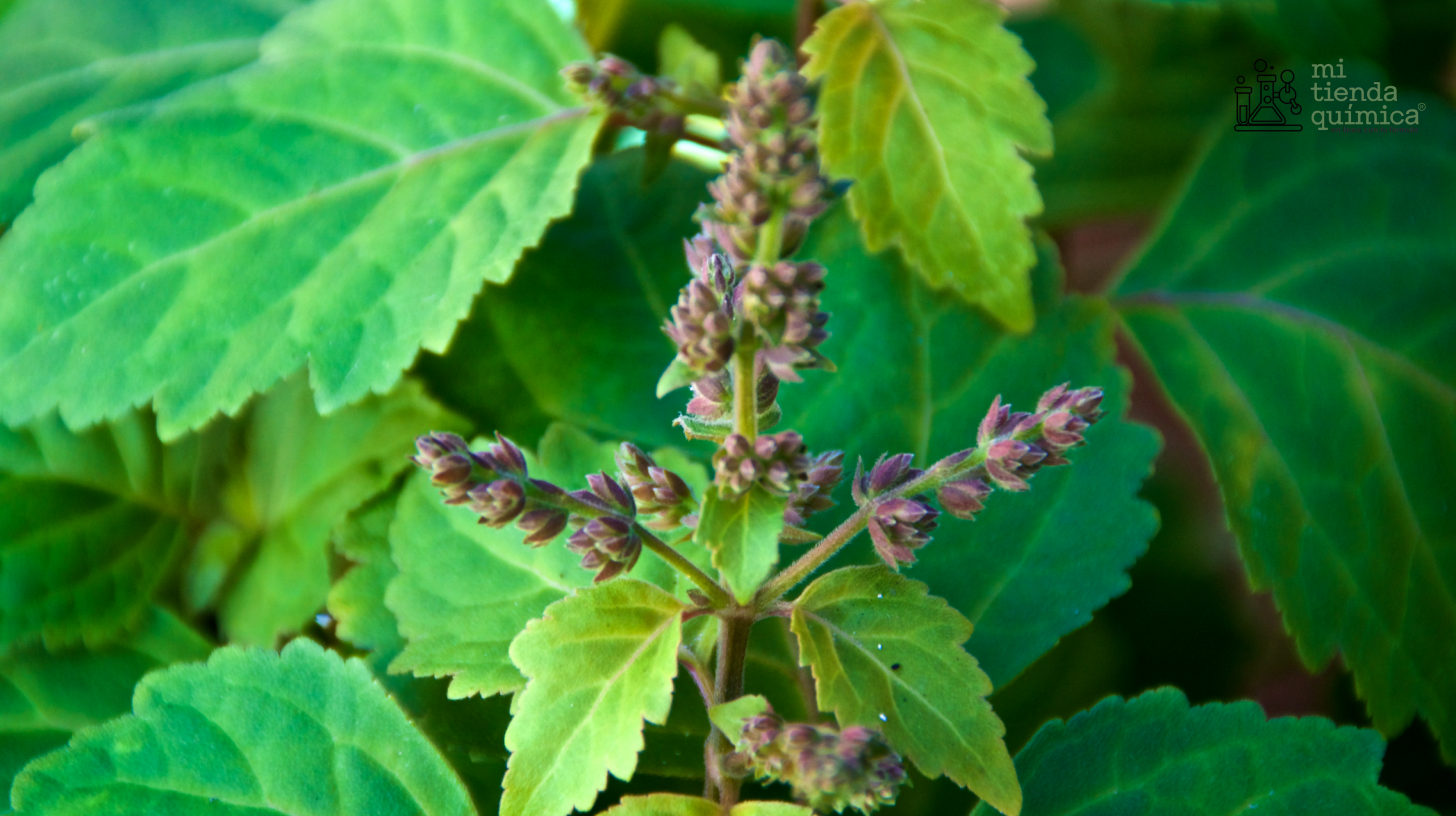 Blog Aceite Esencial de Patchouly MTQ