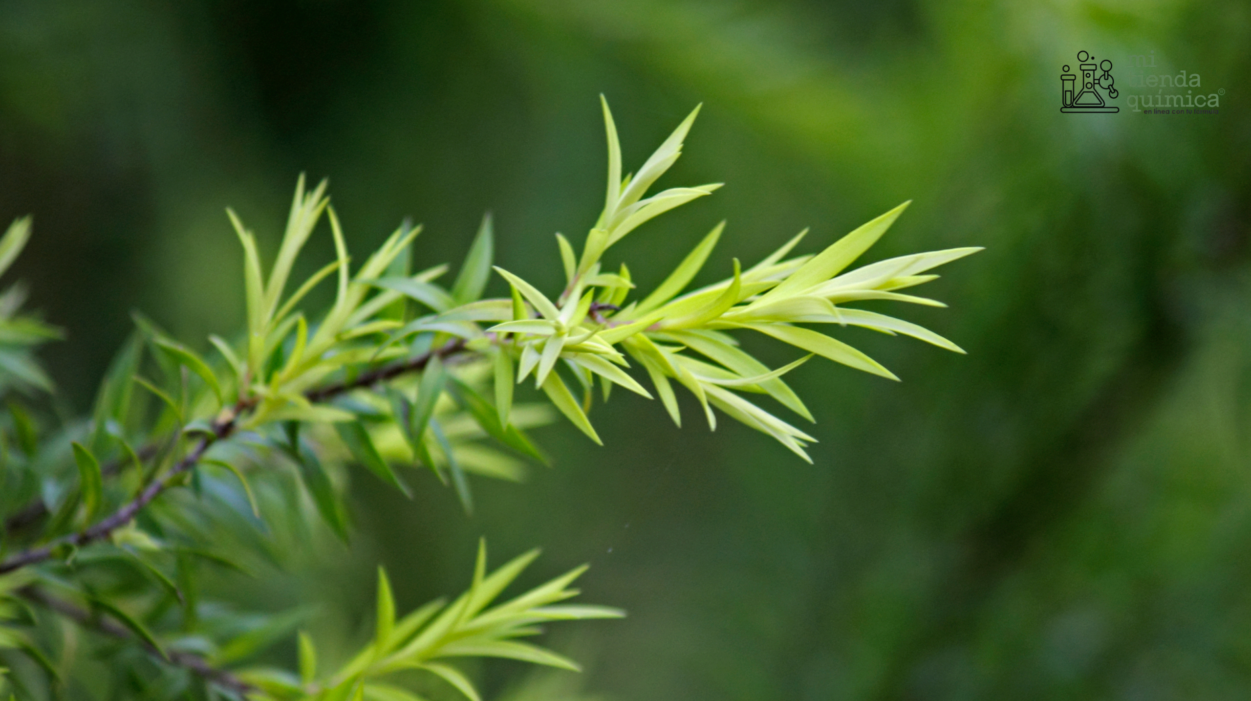 Blog Aceite Esencial de árbol de Té MTQ