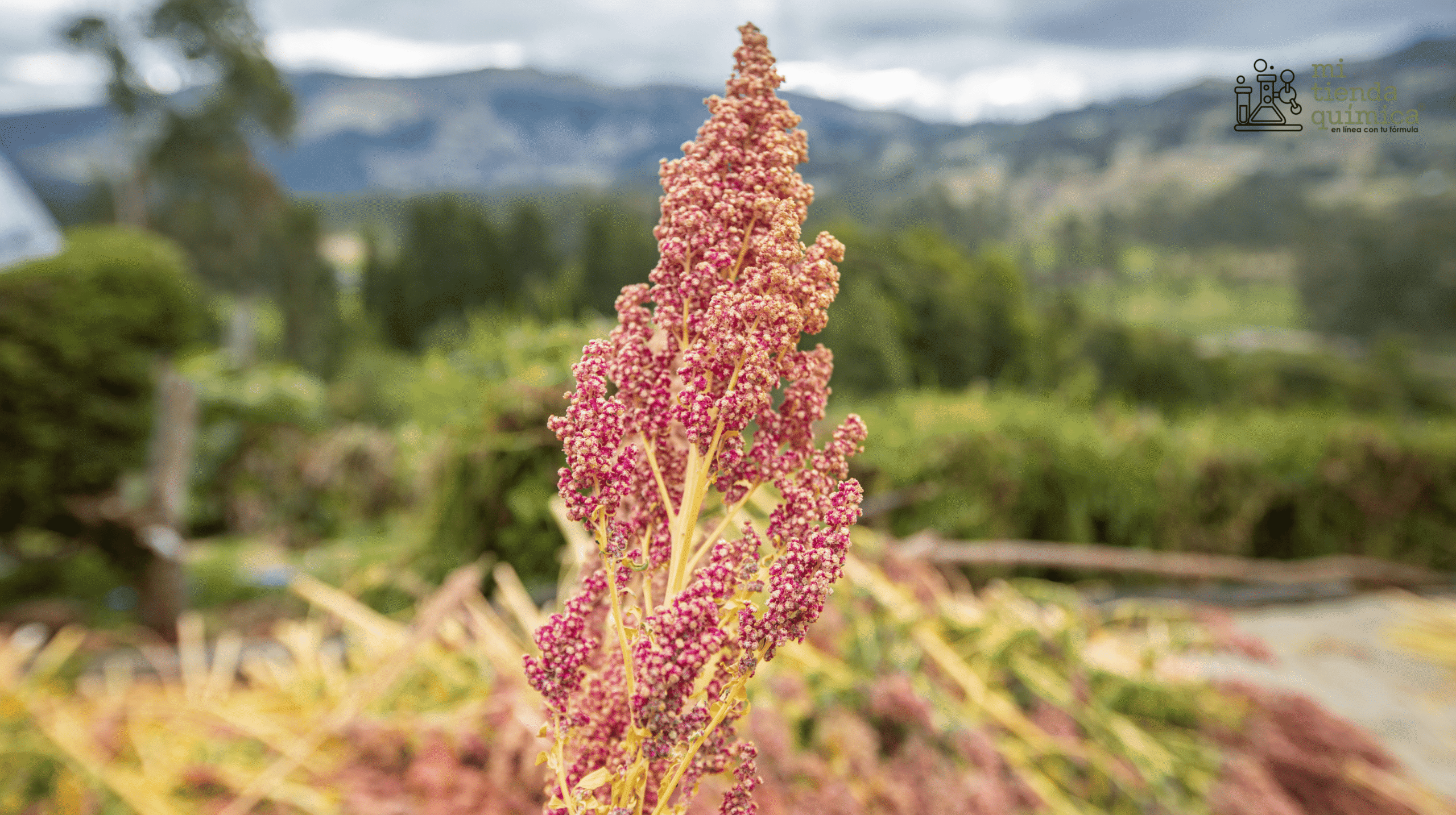 Blog Proteína de Quinoa MTQ